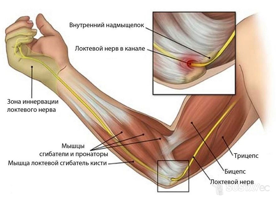 Анатомия локтевого сустава человека 12-4