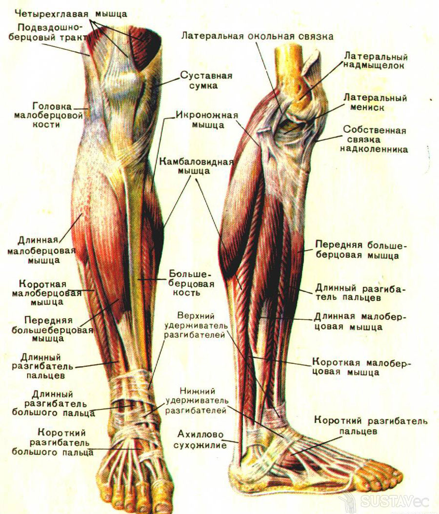 Анатомия коленного сустава и связок: строение на фото 12-2