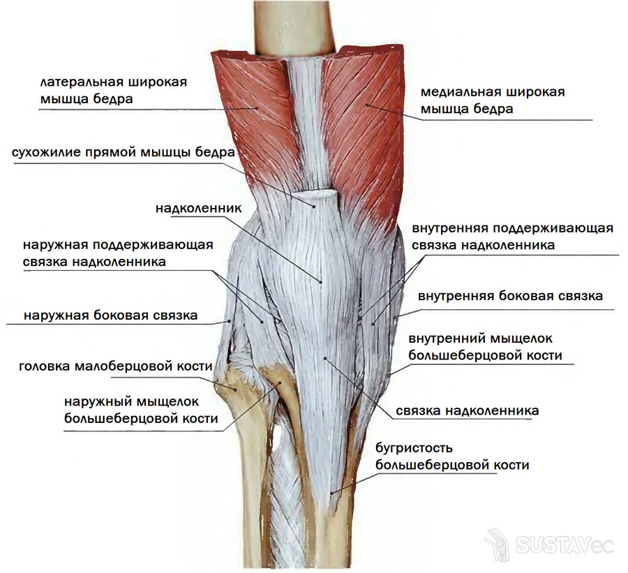 Изображение - Мышцы коленного сустава 12-3