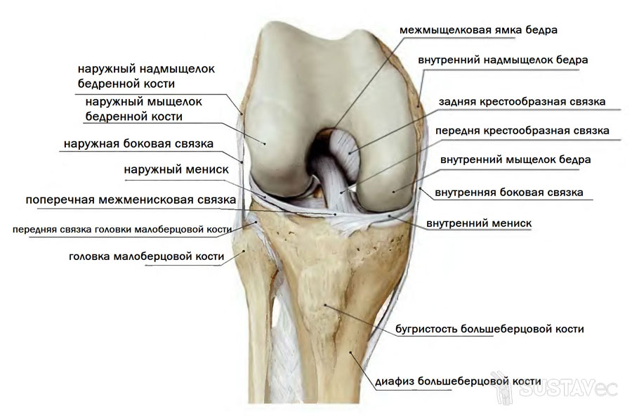 Анатомия коленного сустава и связок: строение на фото 12-4