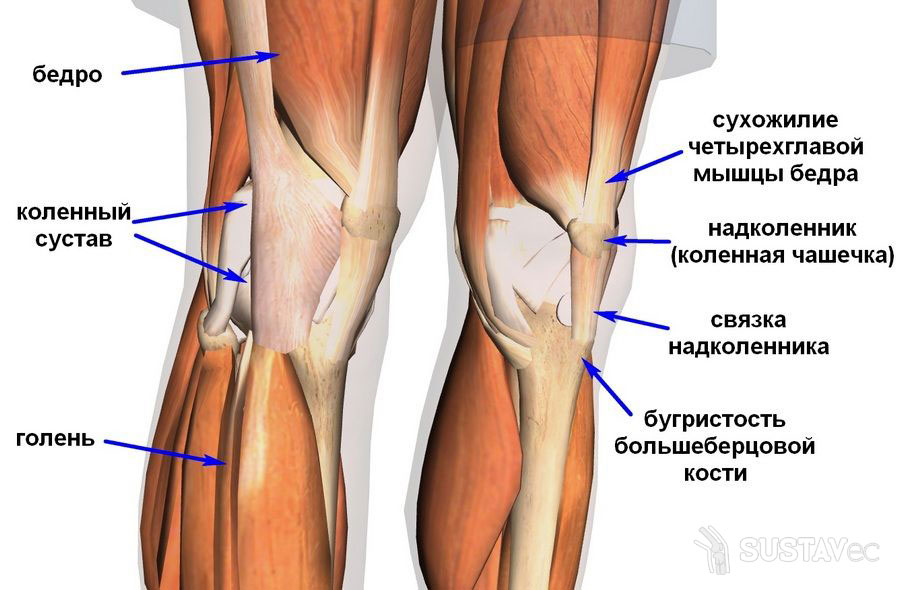 Строение коленного сустава человека и его особенности 72-2