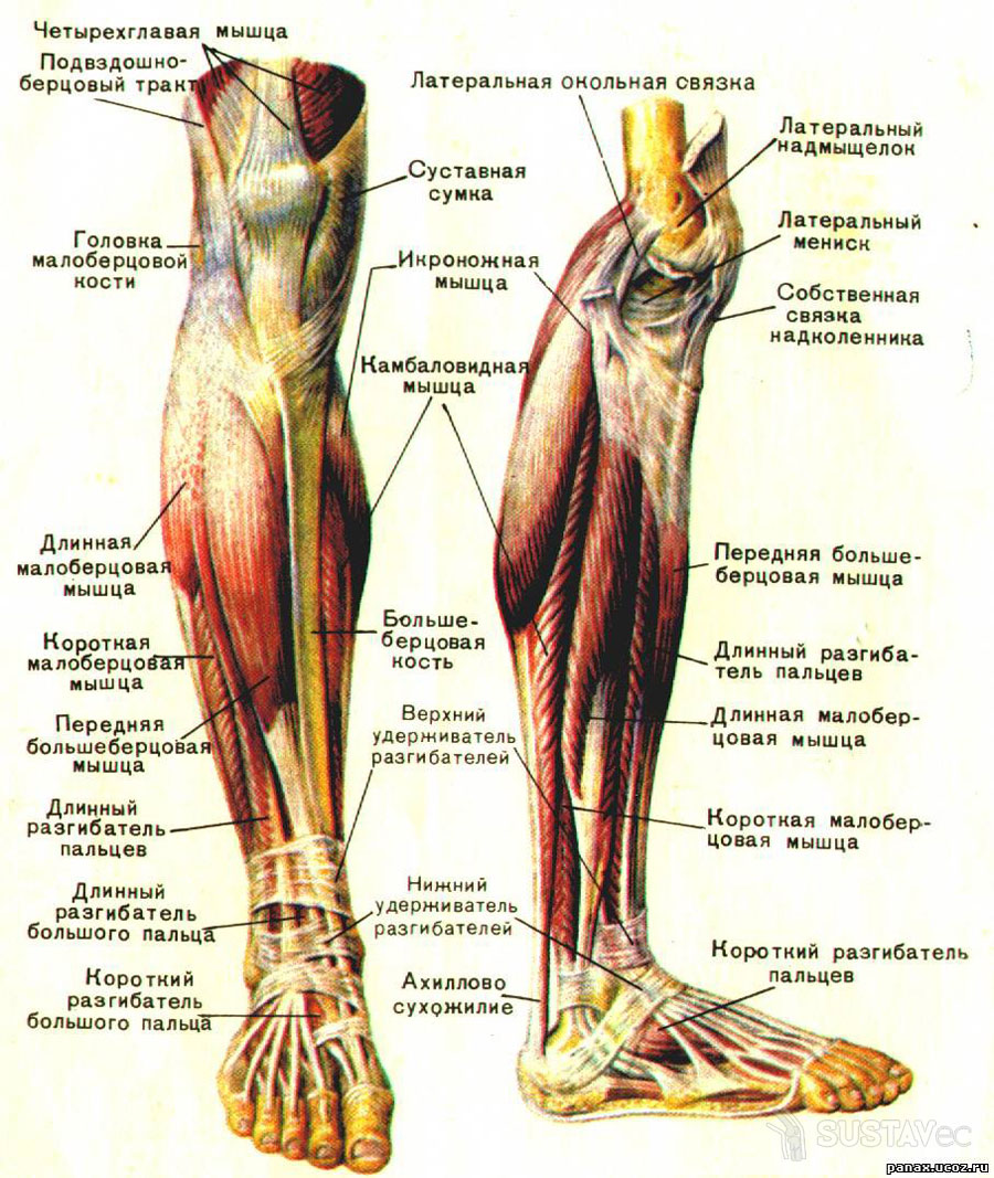 Строение коленного сустава человека и его особенности 72-3