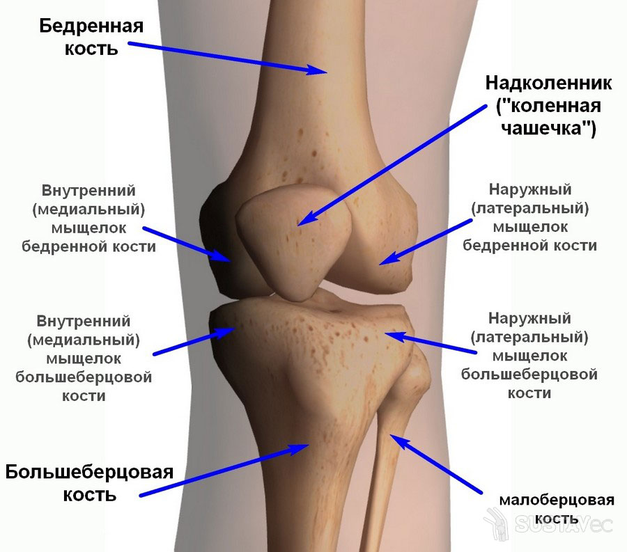 Строение коленного сустава человека и его особенности 72-4