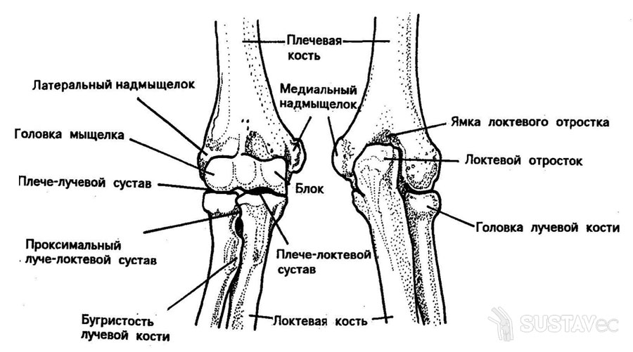 Анатомия локтевого сустава человека 12-1
