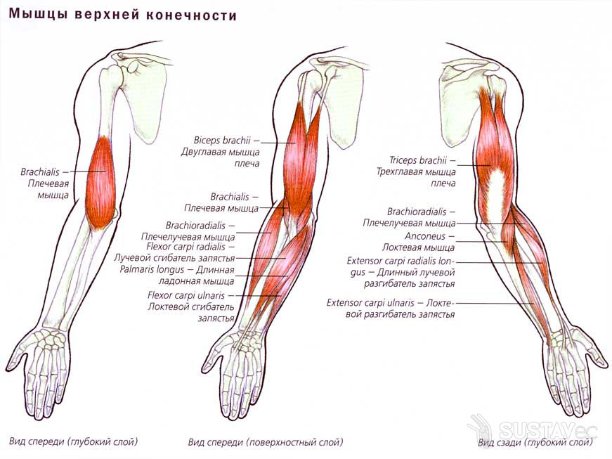 Анатомия локтевого сустава человека 12-3