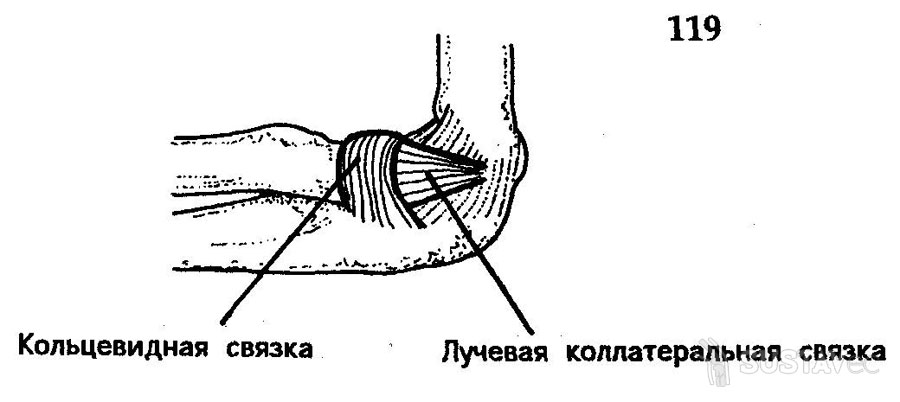 Анатомия локтевого сустава человека 12-5