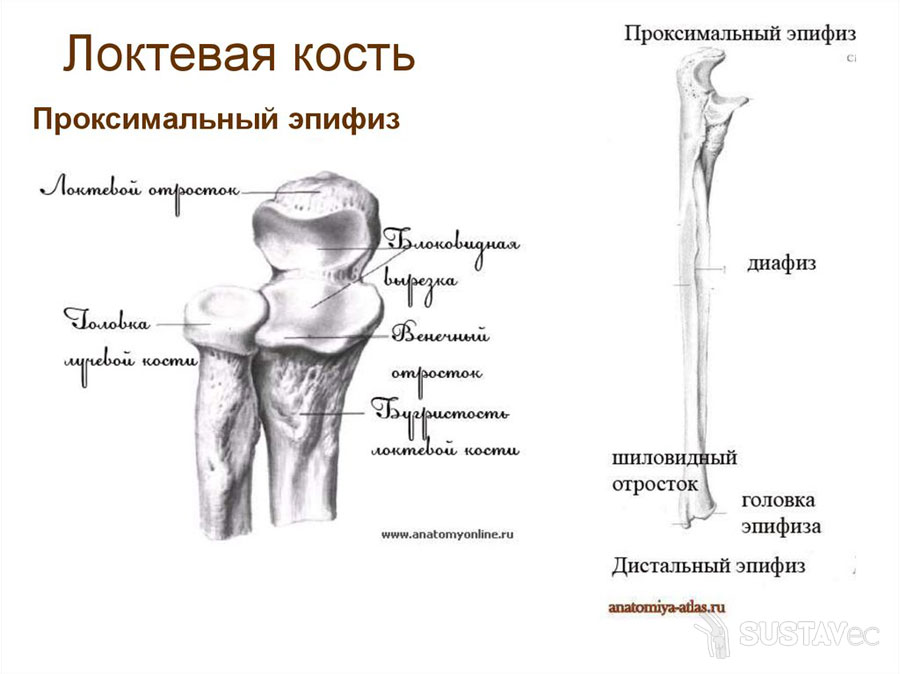 Строение локтевой кости 15-2